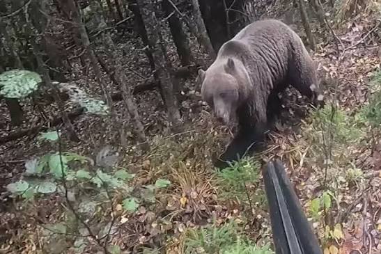 Rusiyada ayı balıqçını parçaladı