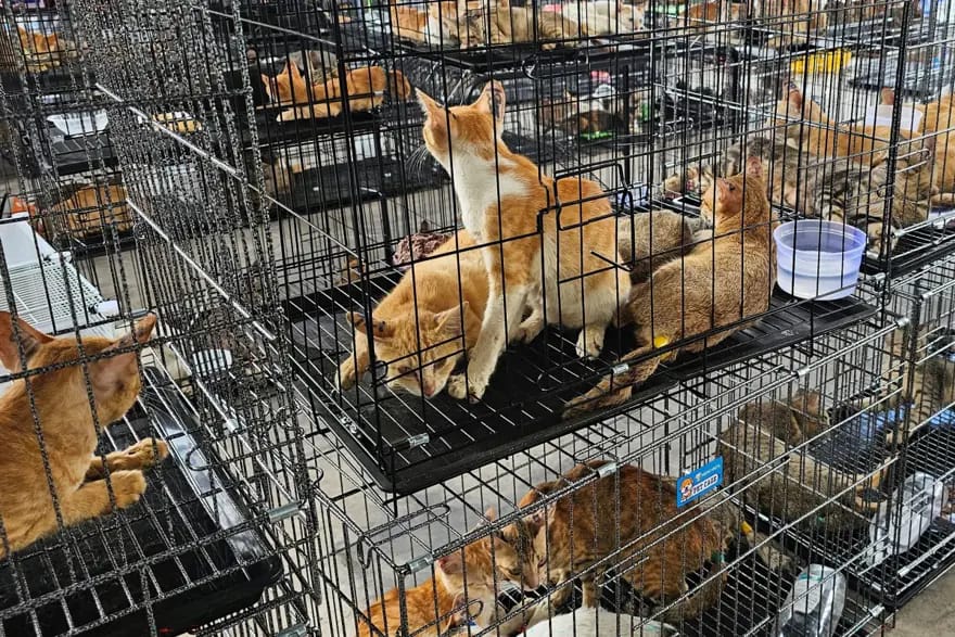 400 pişik kəsilməkdən son anda xilas edilib