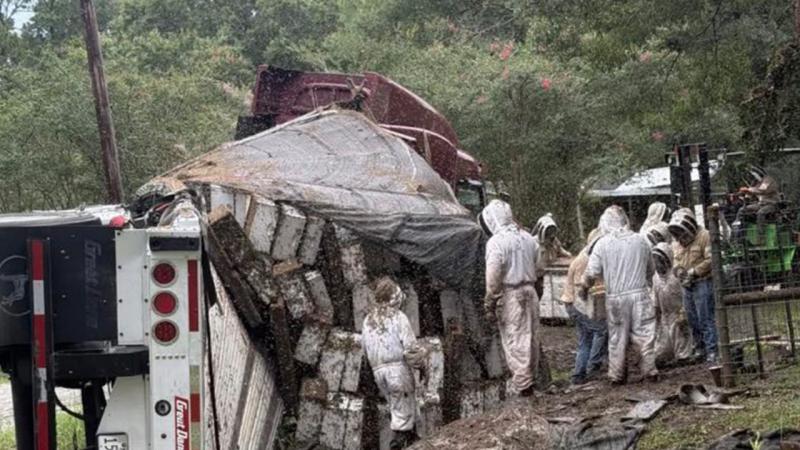 Texasda arı yüklü yük maşını aşıb