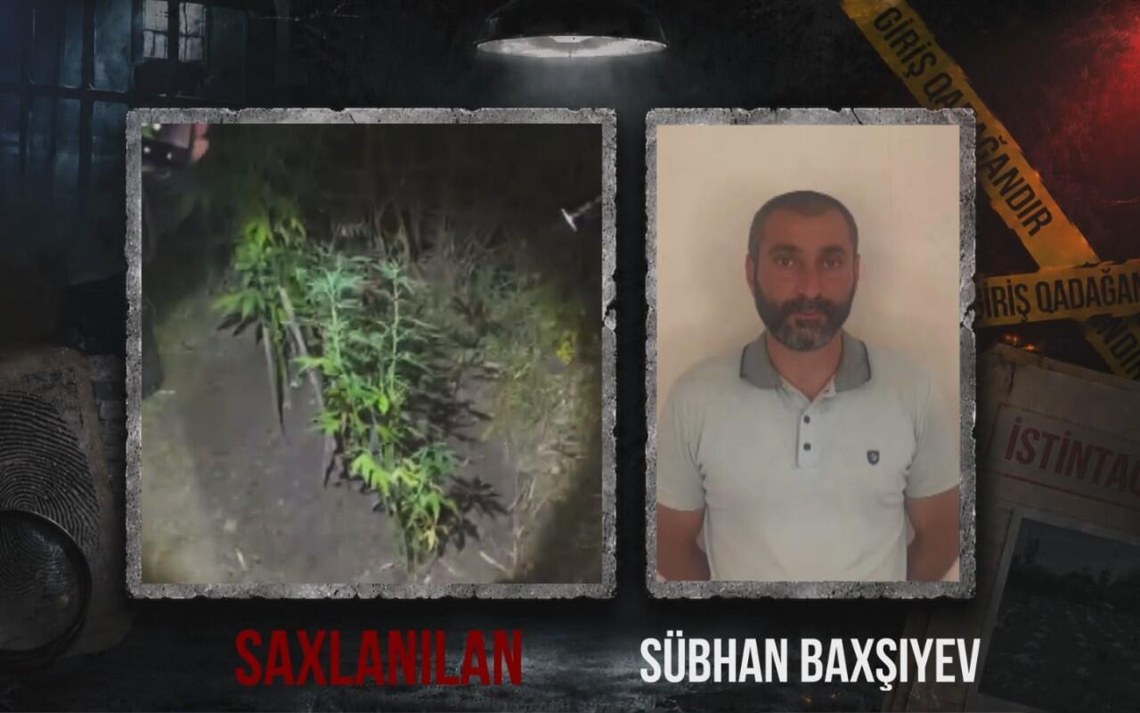Ağsuda dağlıq ərazidə çətənə kolu əkən şəxs saxlanılıb
