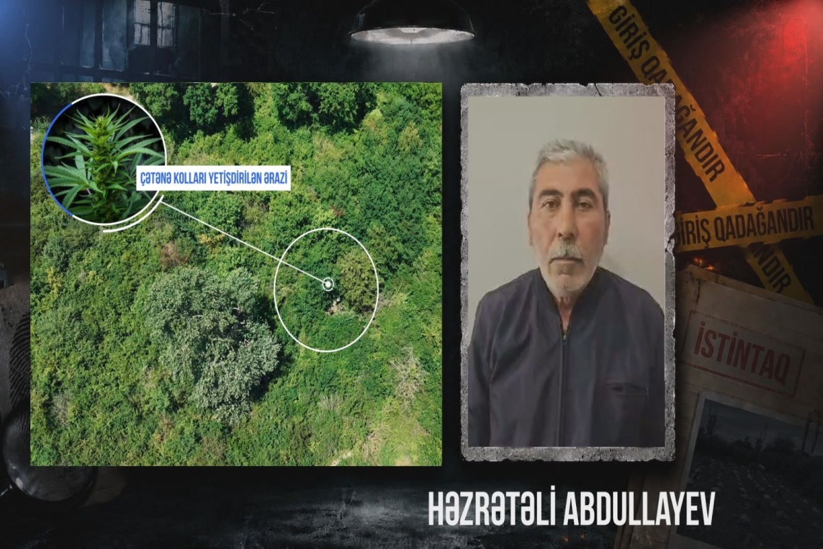 Qaxda çay sahilində çətənə kolu yetişdirən şəxs saxlanılıb - VİDEO