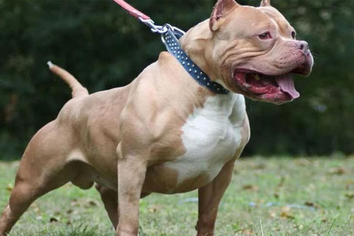 Almaniyada pitbul hücumu: 4 yaşlı qız həyatını itirdi