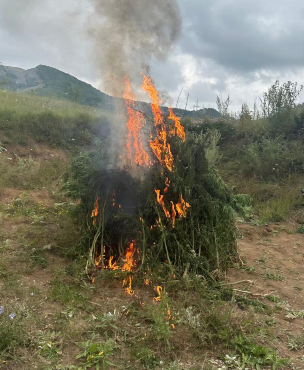 Şuşada 1 ton çəkidə çətənə kolları məhv edilib