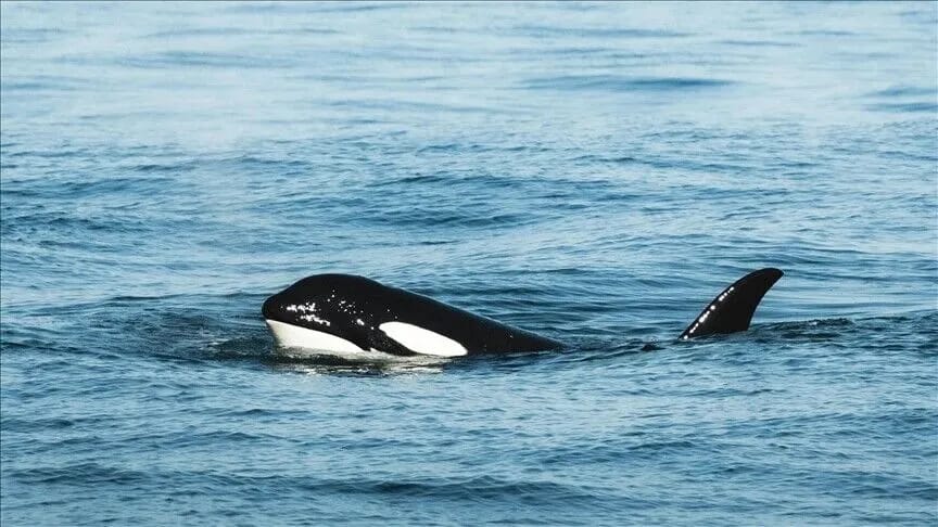 Qatil balinaların şikarını yüksək sürətlə vuraraq hissələrə ayırması oyun davranışı ola bilər