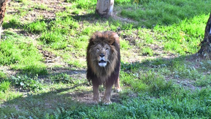 Yaponiya zooparkında üç şir anomal istilər səbəbindən tələf olub