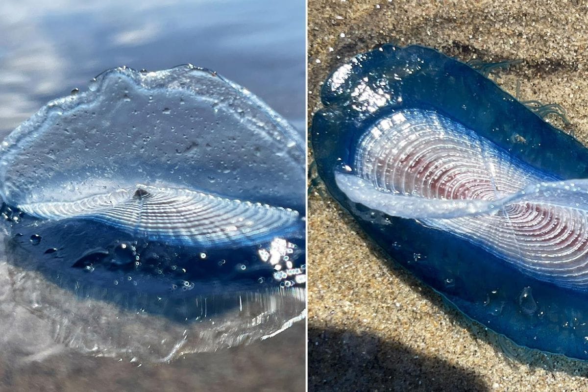 İngiltərə sahilində sirli mənzərə: Velella velella canlısı üzə çıxıb