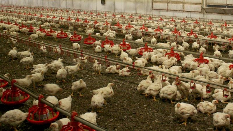 Quş qripi yayılır: Avstraliya ev quşlarını qapalı şəraitə keçirir