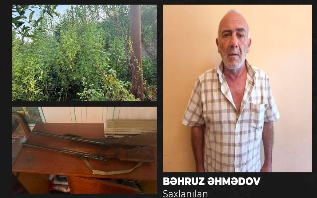 Göyçayda narkotik əməliyyatı: 51 bitki və 2 silah götürüldü