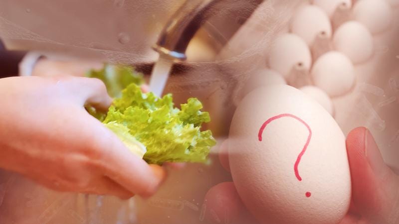 Belçikada salmonella bakteriyalı yumurtaları istehlak edən 300-dən çox insan xəstələnib