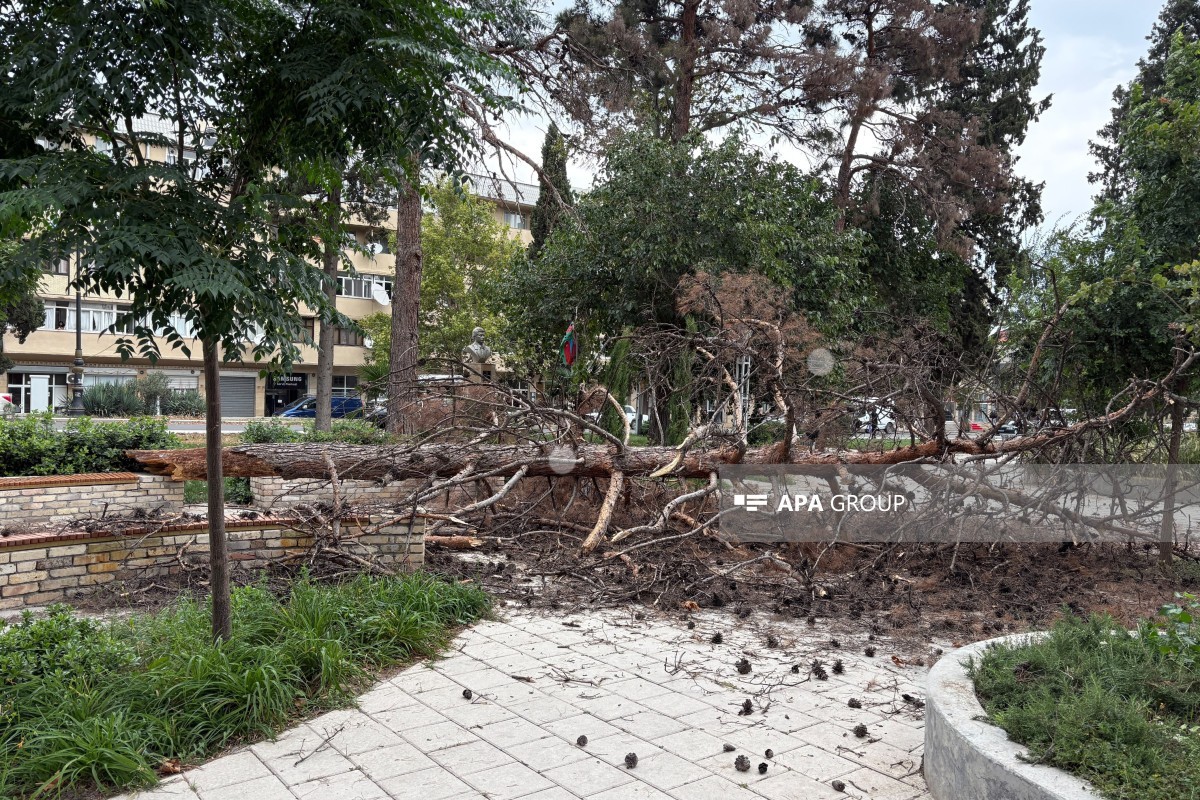 Gəncədə güclü külək irigövdəli ağacı aşırıb- FOTO