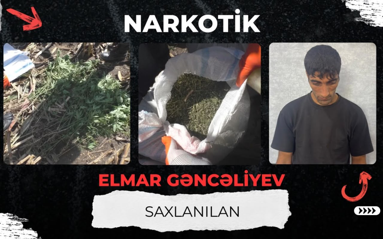 Qarğıdalı sahəsində narkotik əkdi - VİDEO