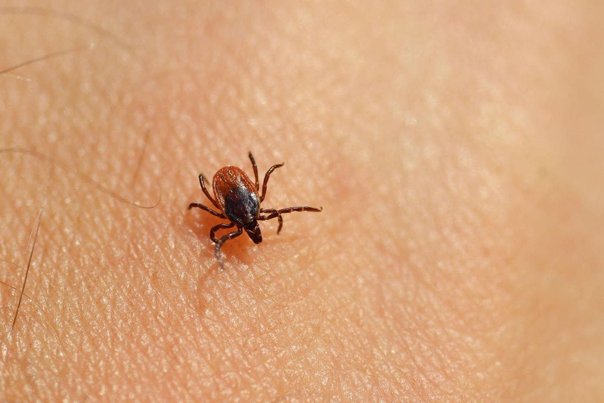 Çində yeni virus xəbərdarlığı: Gənələr vasitəsilə ötürülür