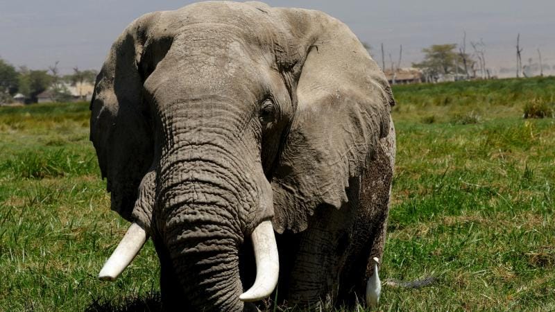 Afrika fillərinin vəhşi təbiətdə dərmanları ola bilər