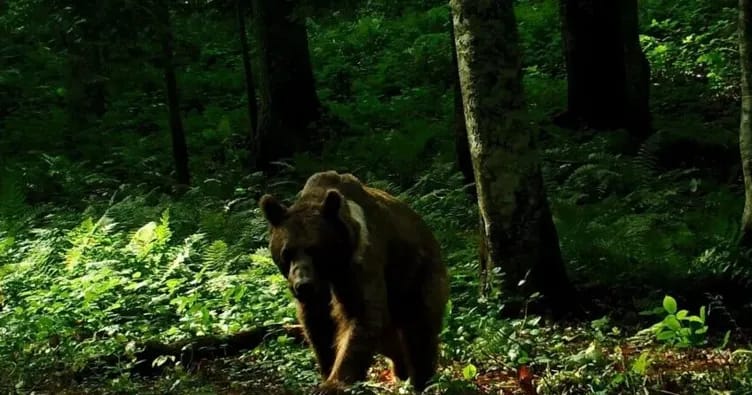 Yaponiyada ilk dəfə olaraq ayı vurularaq öldürüldü