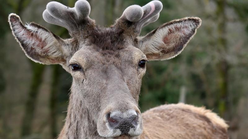 Sürücülər üçün maral xəbərdarlığı: Toqquşmalar ölümcül ola bilər