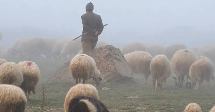 Ermənistan sərhədi keçən azərbaycanlı çobanı geri qaytaracaq