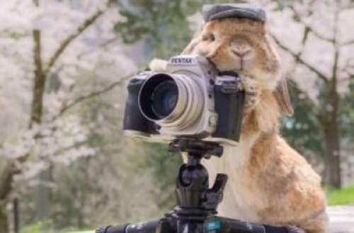 Pul qazanan dovşan - Ayda minlərlə dollar gəlir gətirir