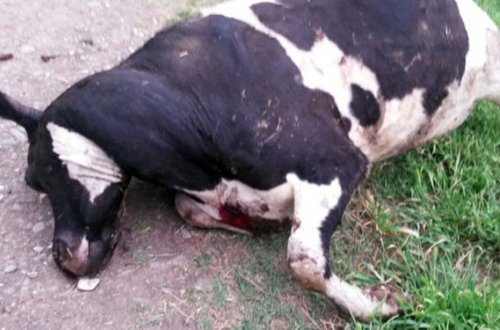 Bir gecədə Əfətli kəndinə 60-dək mərmi atılıb