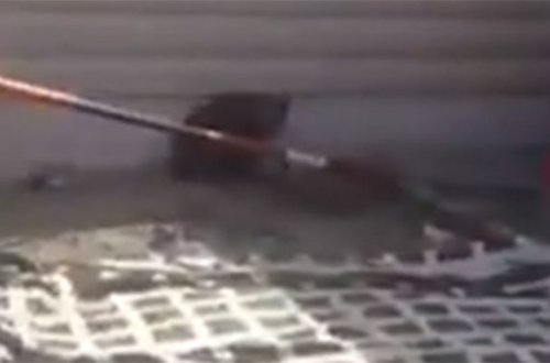 Bakıda tapılan ayı belə tutuldu - Video