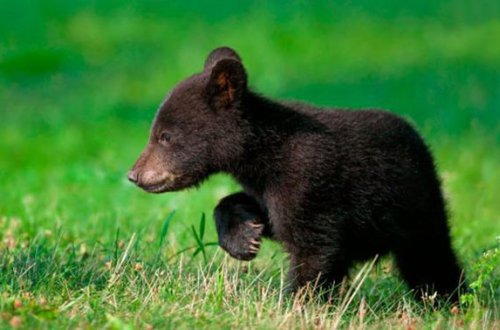 Bakıda ayı peyda olub