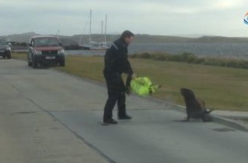 Dəniz canlısı avtomobil yolunda