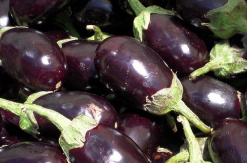 Türk badımcanı da Rusiyanın 