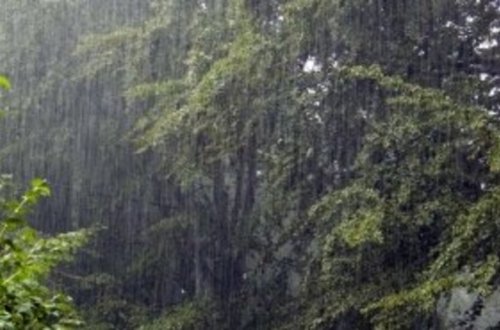 Qəbələ sakini ağacın altında qalaraq ölüb