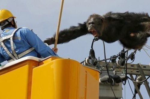 Yaponiyada şimpanze 1800 evi işıqsız qoydu