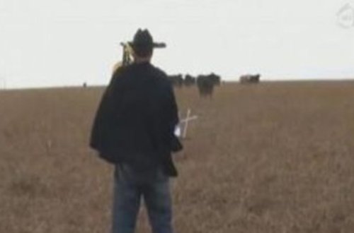 O, şeypurla inəklərə konsert verdi