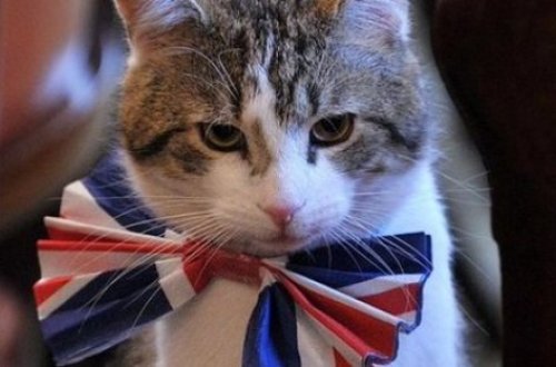 Pişik nazirlikdə işə düzəldi