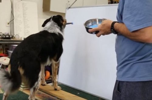 Fırça ilə rəsm çəkən it