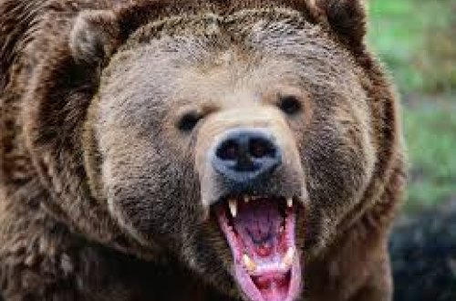 Atəş səslərindən hürkən ayılar kəndə hücum etdi