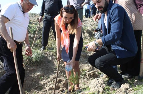 Qənirə Oaşayeva 12 şəhidin şərəfinə 12 ağac əkdi