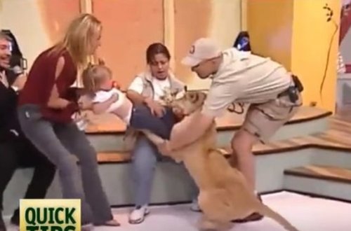 Canlı yayımda şir uşağa hücum etdi