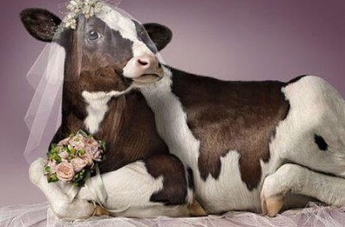 Hindistanda öküz və inəyin toyuna 27 min dollar xərclədilər