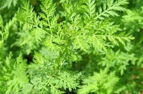 Xərçəngi 16 saata yox edən bitki