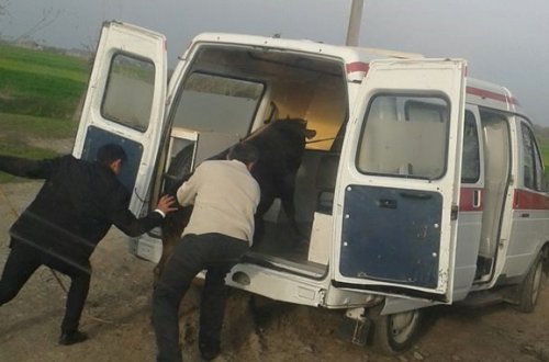 Təcili yardım maşınında inək daşınır