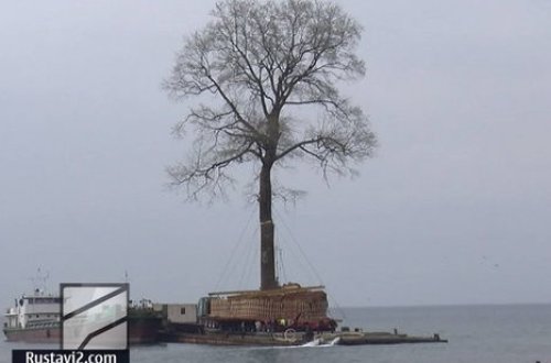 İvanaşvili əsrlik ağac aldı