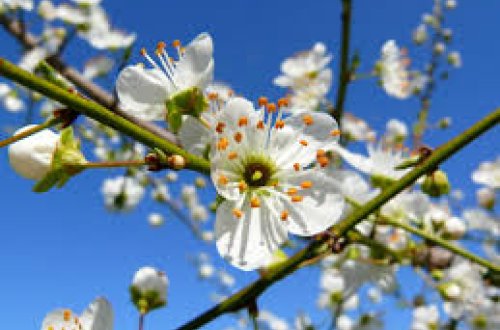 Azərbaycana bahar gəlib