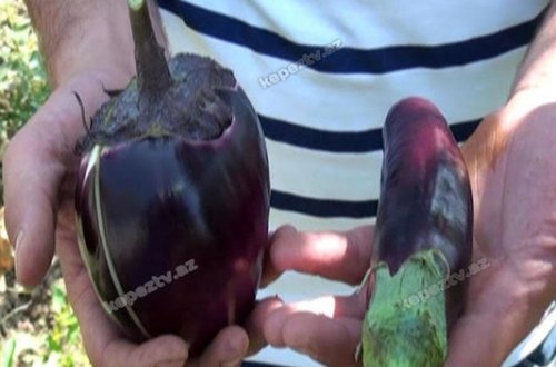 Qazaxda qeyri-adi badımcan 