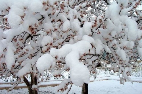 Azərbaycana 22 sm qar yağıb