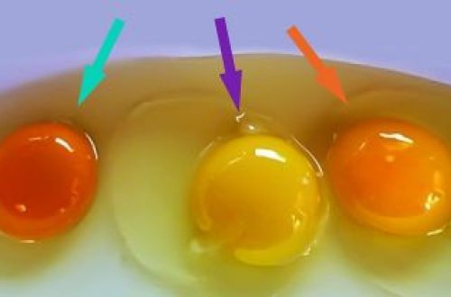 Xəstə toyuğun yumurtasını necə ayırd edək?