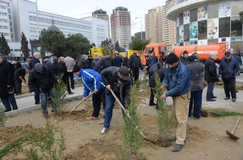 Nəsimi rayonunda Yaşıl Marafon layihəsi çərçivəsində ağacəkmə aksiyası keçirildi