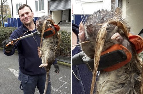 Yarım metrlik siçovul tapıldı