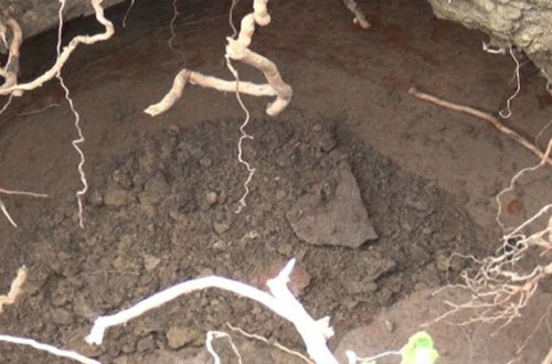 Cəlilabadda 2 min il yaşı olan küp qəbir aşkar olunub