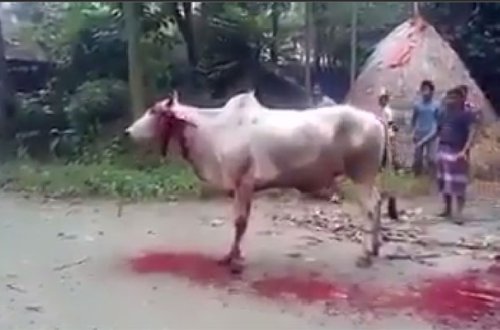 Qəddarlıqda son hədd