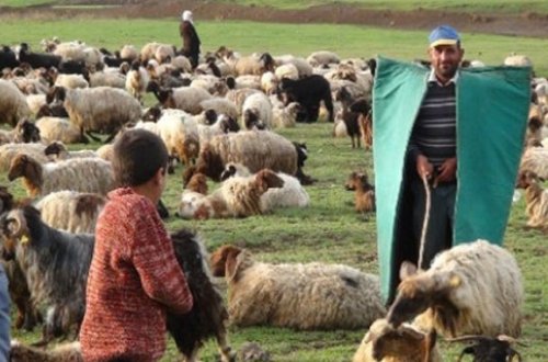 Ermənilər Tərtərdə çobanları atəşə tutub