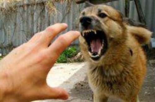 Sahibsiz it problemi