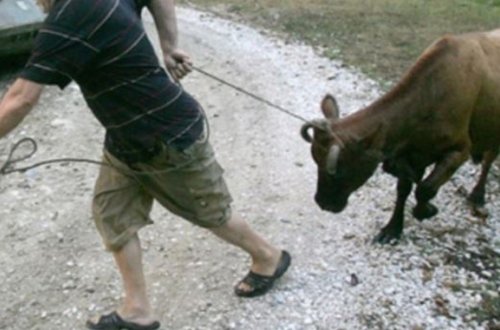 Film kimi 40 inək oğurluğu