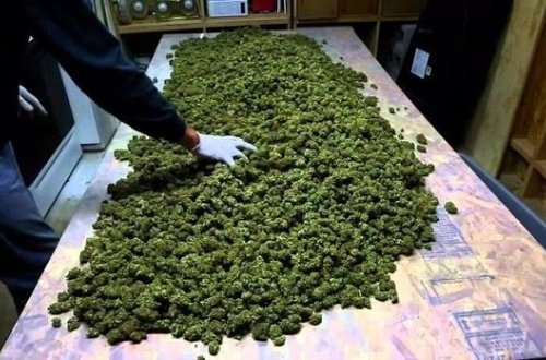 Rusiyada azərbaycanlıdan 7 kq marixuana müsadirə etdilər